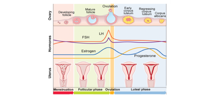 Menstrual hormones cycle during Hormones and